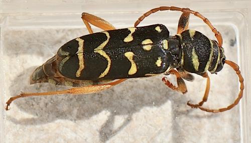 Plagionotus arcuatus